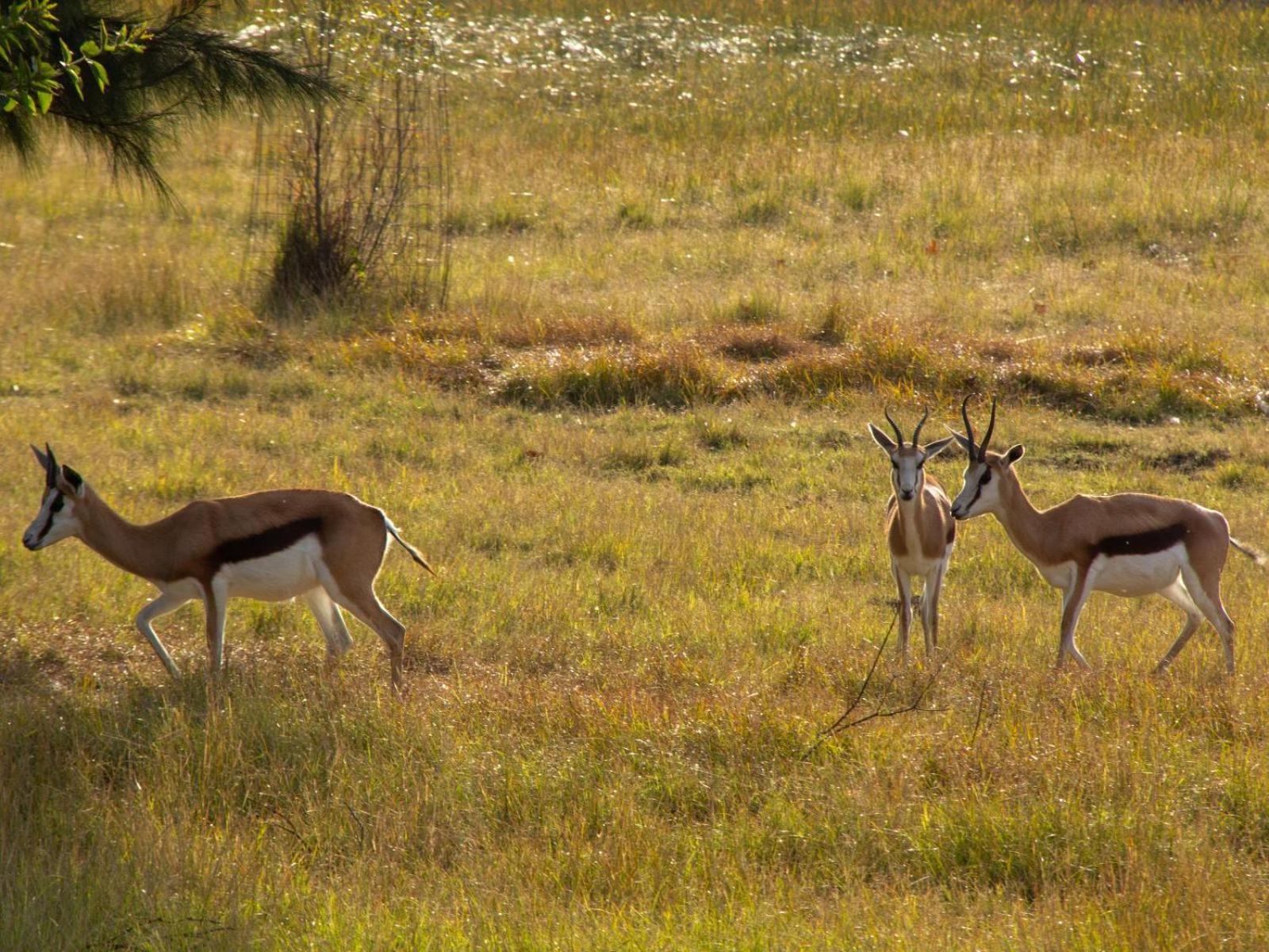 Airport Bird & Game Lodge เคมป์ตัน พาร์ค ภายนอก รูปภาพ